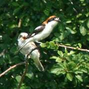 Woodchat Shrike