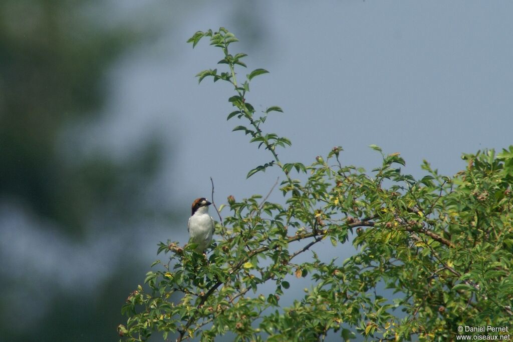 Woodchat Shrikeadult, identification