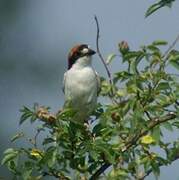 Woodchat Shrike