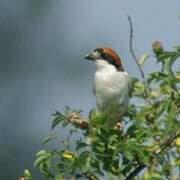 Pie-grièche à tête rousse