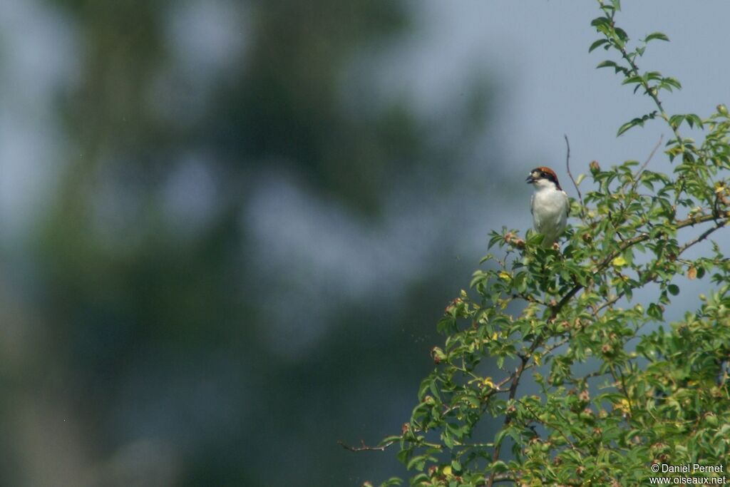 Woodchat Shrikeadult, song