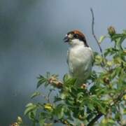 Woodchat Shrike