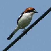 Woodchat Shrike