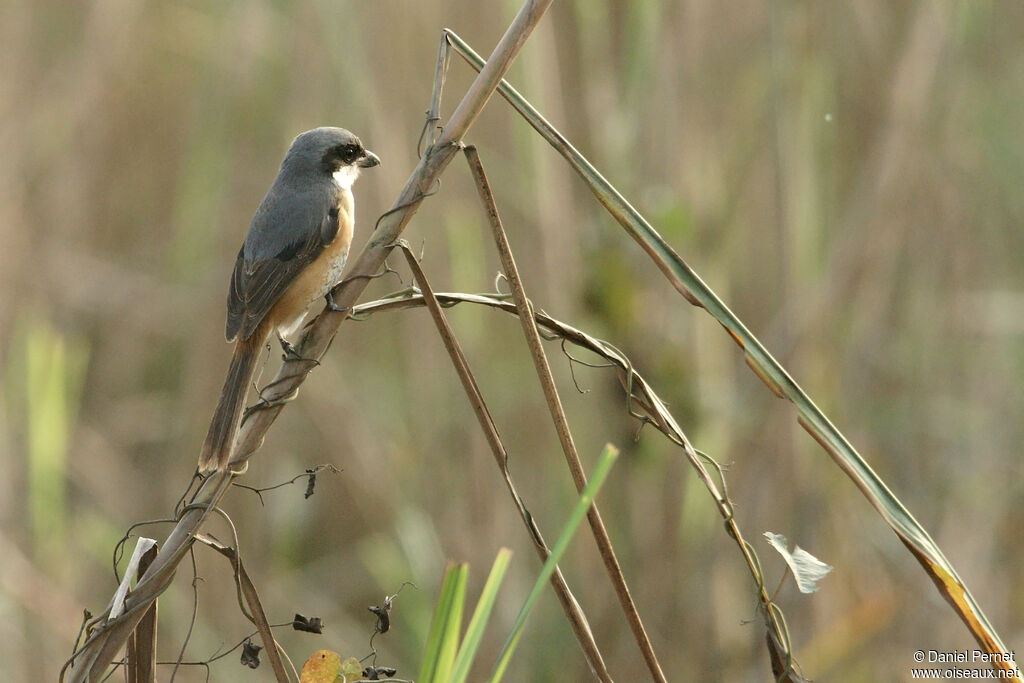 Grey-backed Shrikeadult, habitat