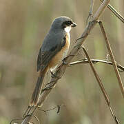 Grey-backed Shrike