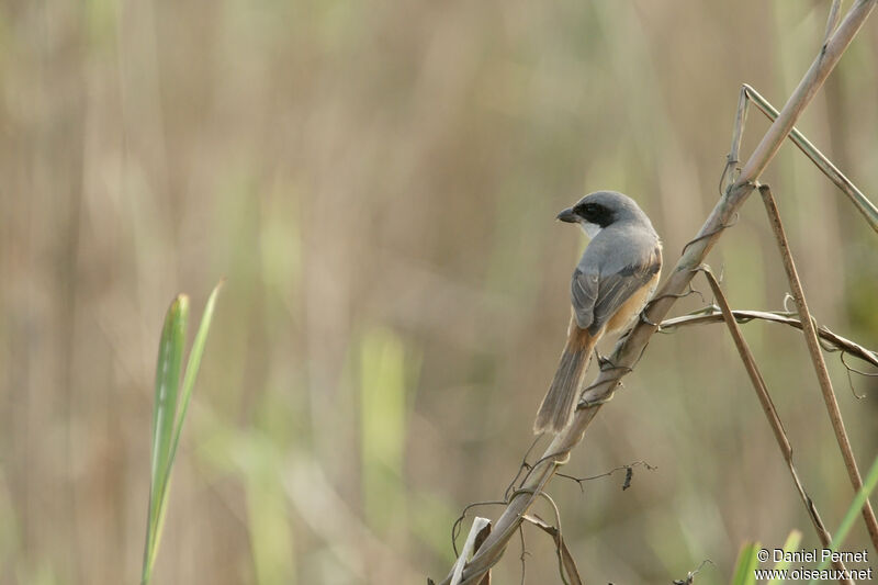 Grey-backed Shrike, habitat