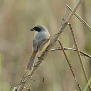 Grey-backed Shrike