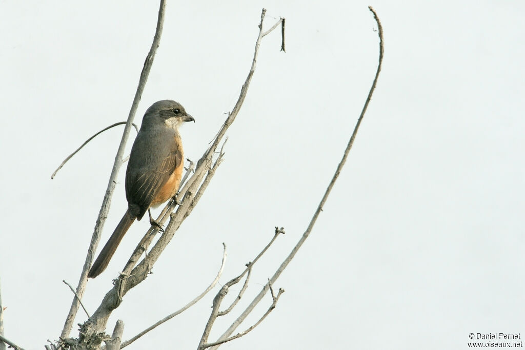 Grey-backed Shrikeadult, habitat