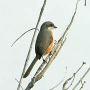 Grey-backed Shrike