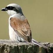 Red-backed Shrike