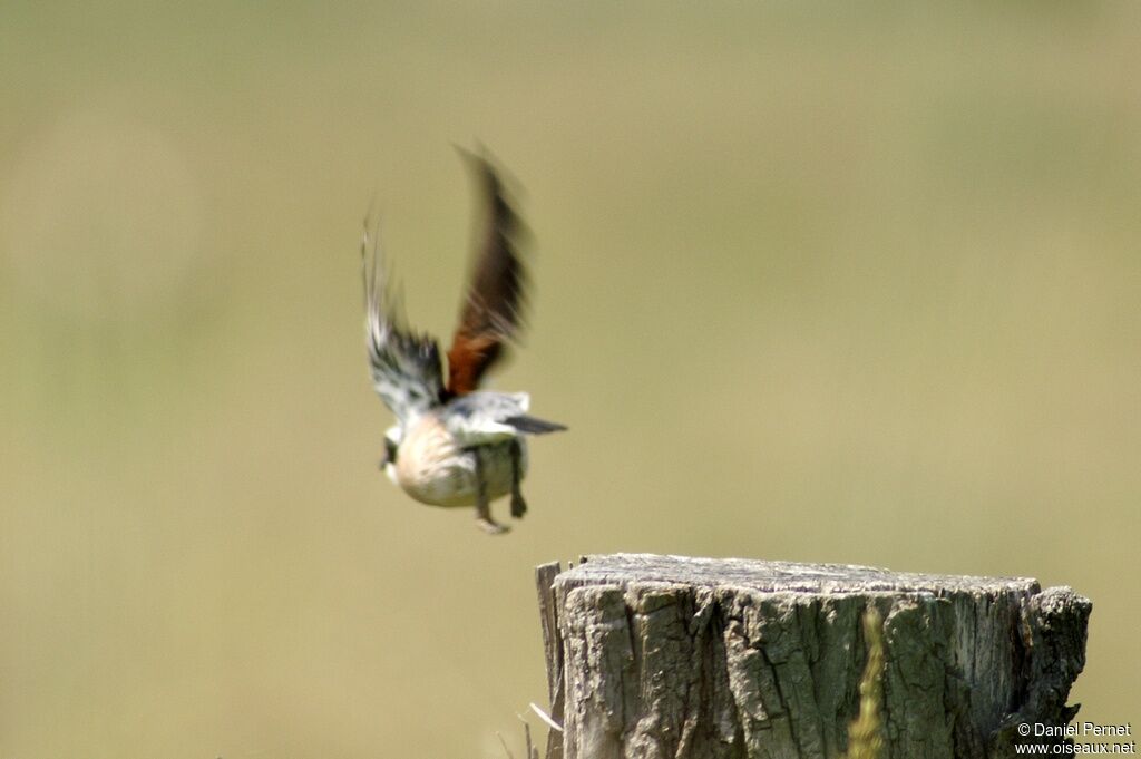 Red-backed Shrike male adult, Behaviour