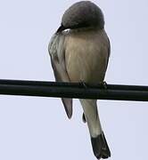 Red-backed Shrike