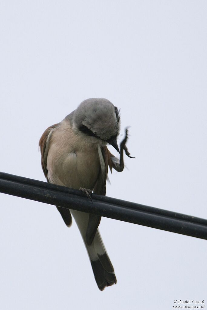 Red-backed Shrike male adult, Behaviour