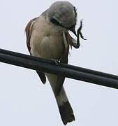 Red-backed Shrike