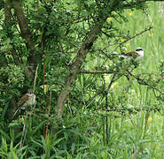 Red-backed Shrike