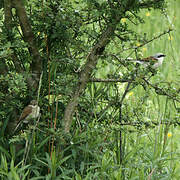 Red-backed Shrike