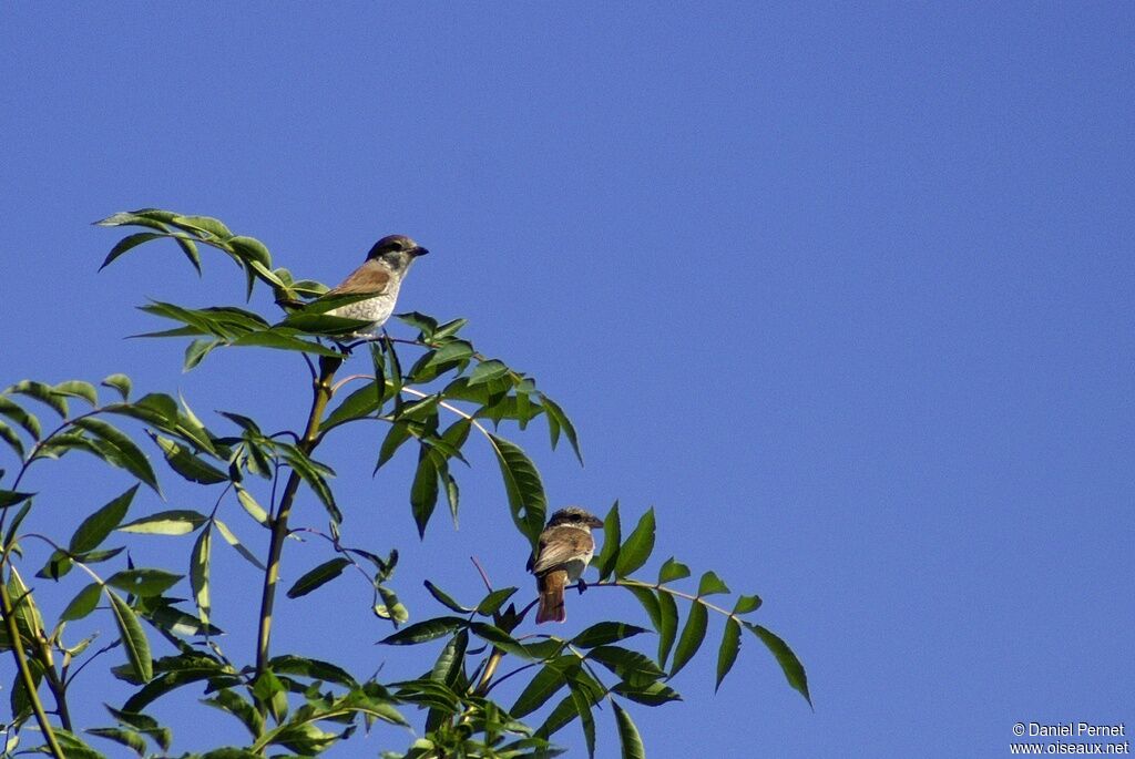 Pie-grièche écorcheurjuvénile, identification