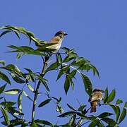 Red-backed Shrike