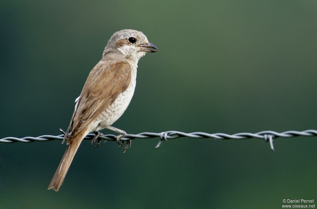 Pie-grièche écorcheurjuvénile, identification