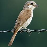 Red-backed Shrike