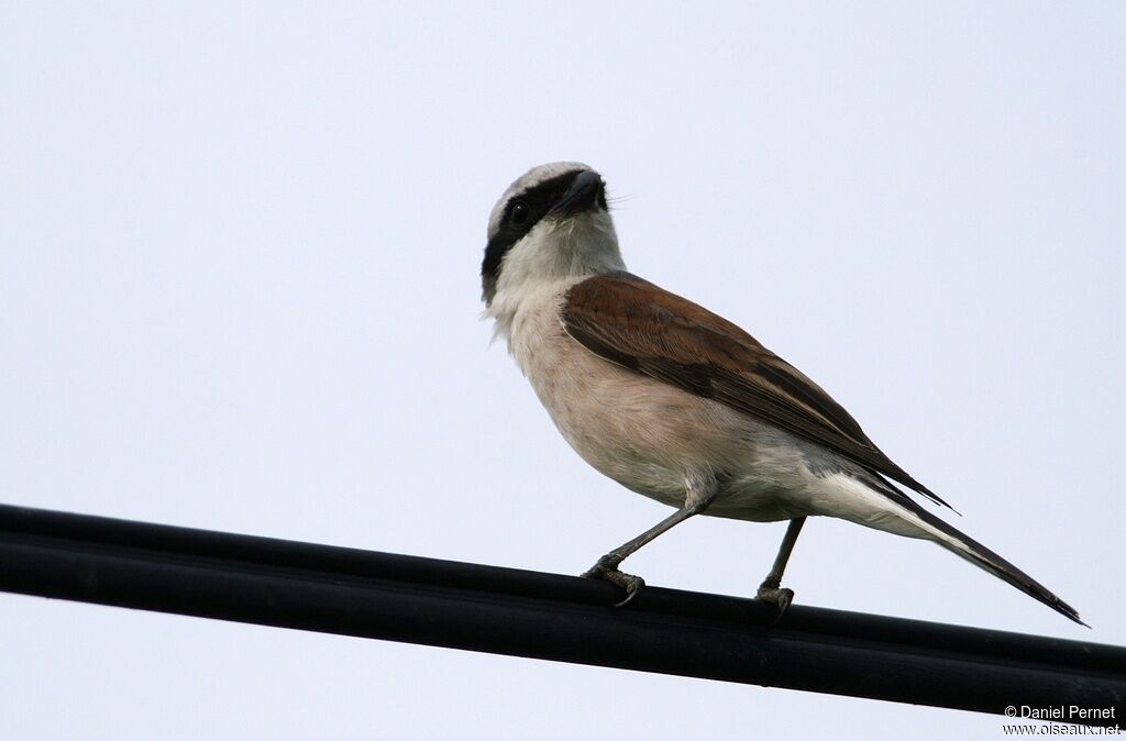 Red-backed Shrike male adult, Behaviour