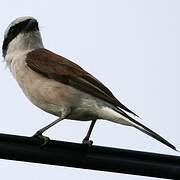 Red-backed Shrike