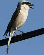 Red-backed Shrike