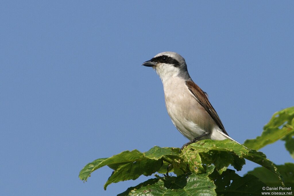 Red-backed Shrike male adult, Behaviour