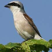 Red-backed Shrike