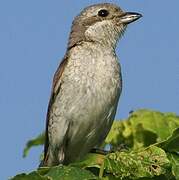 Red-backed Shrike