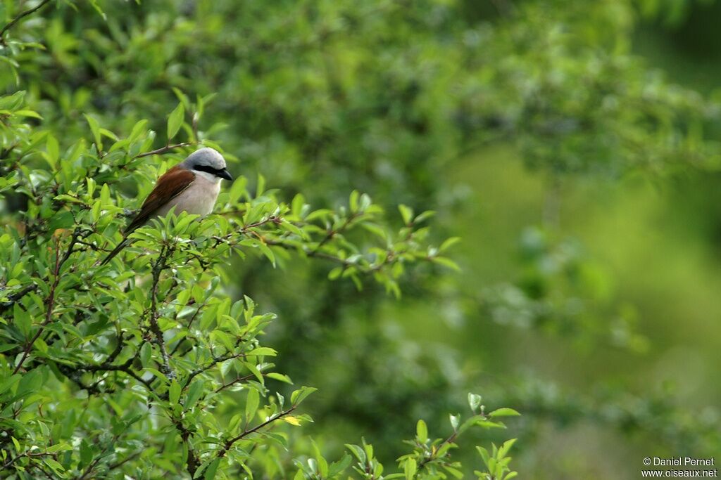 Red-backed Shrike male adult, identification
