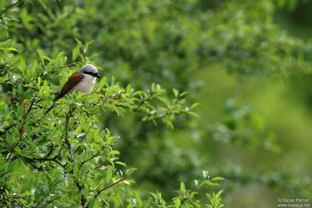 Pie-grièche écorcheur mâle adulte, identification