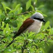 Red-backed Shrike