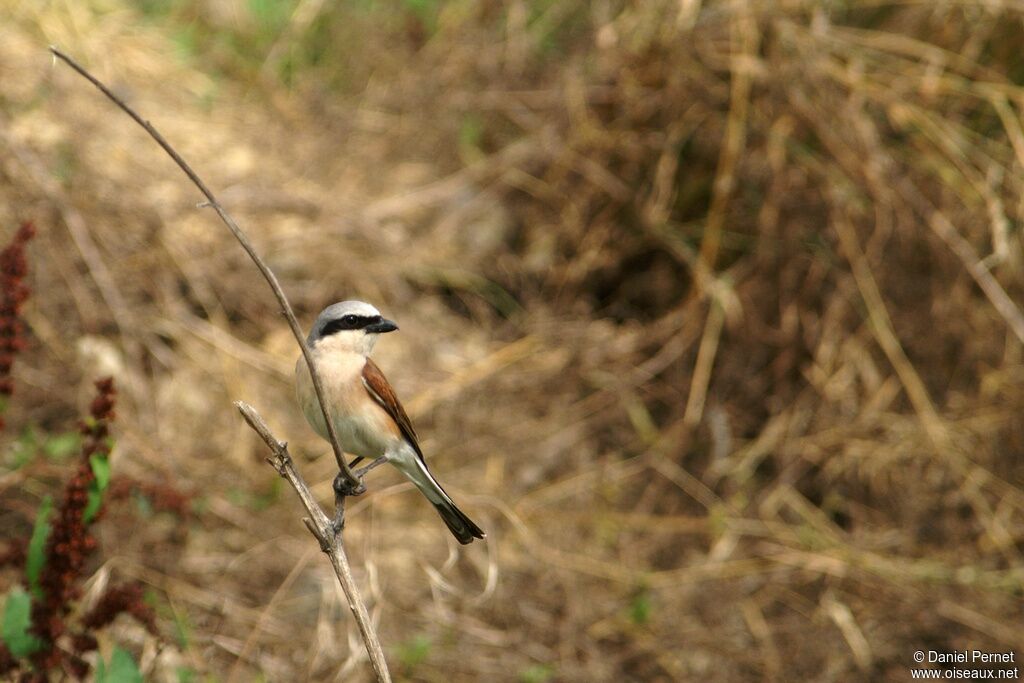 Red-backed Shrike male adult, identification