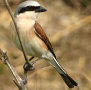 Red-backed Shrike