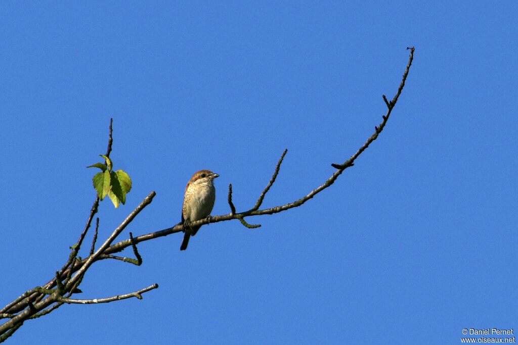 Pie-grièche écorcheur femelle adulte, identification