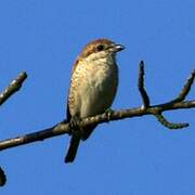 Red-backed Shrike