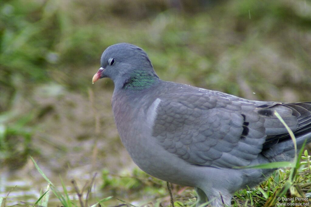 Pigeon colombinadulte, identification