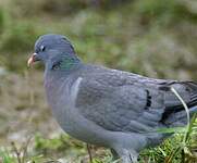 Pigeon colombin