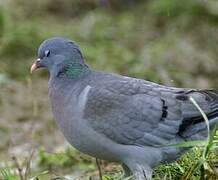 Stock Dove