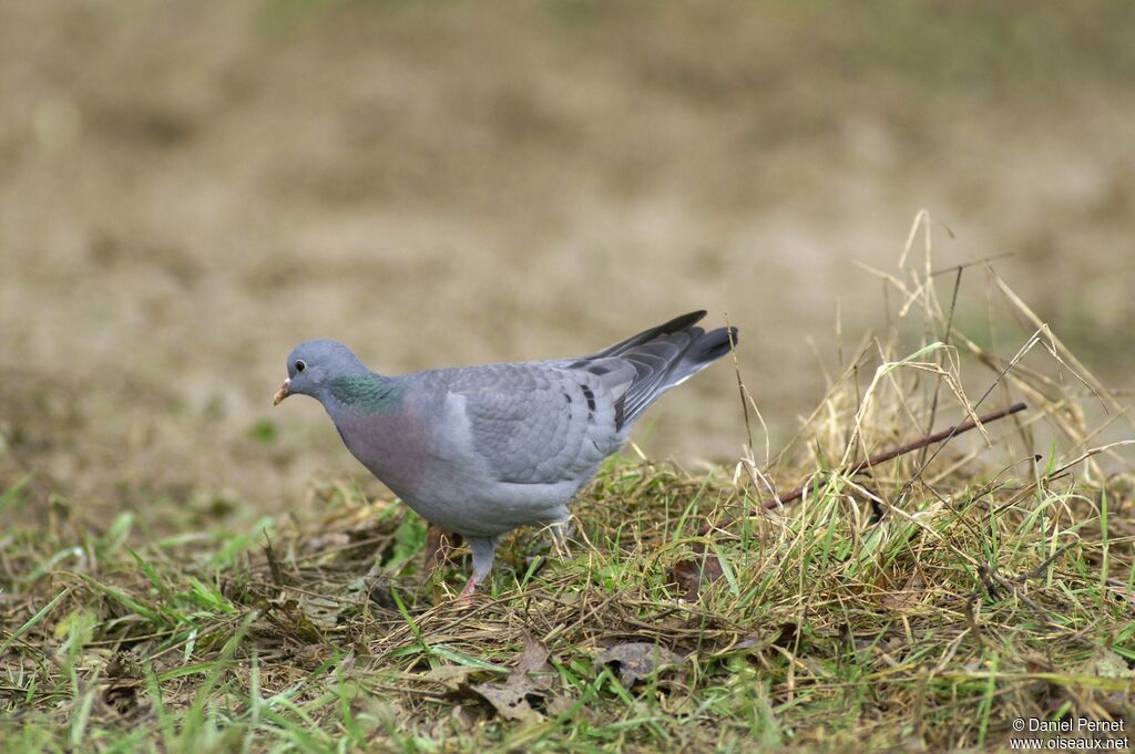 Pigeon colombinadulte, identification