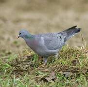 Stock Dove