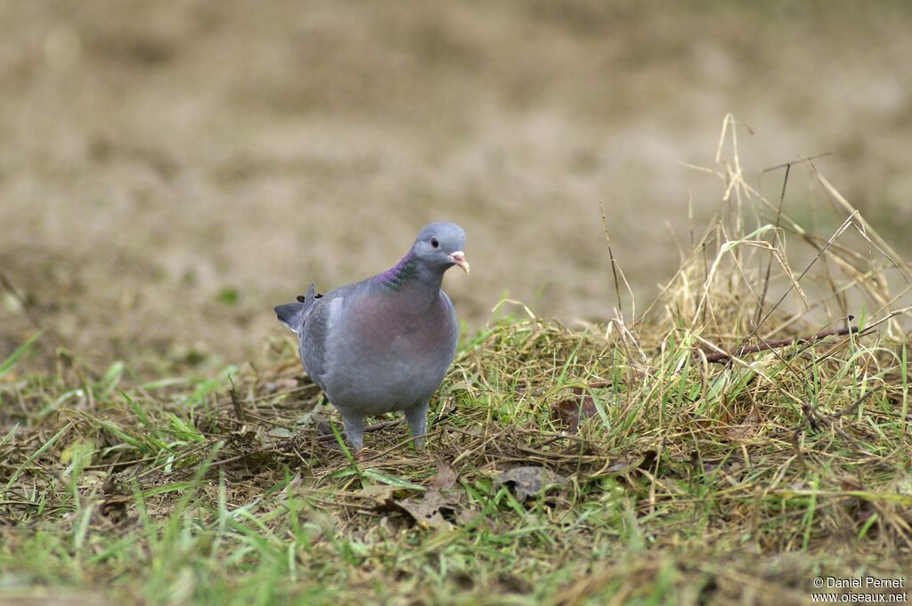 Stock Doveadult, identification