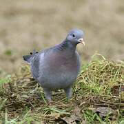 Stock Dove