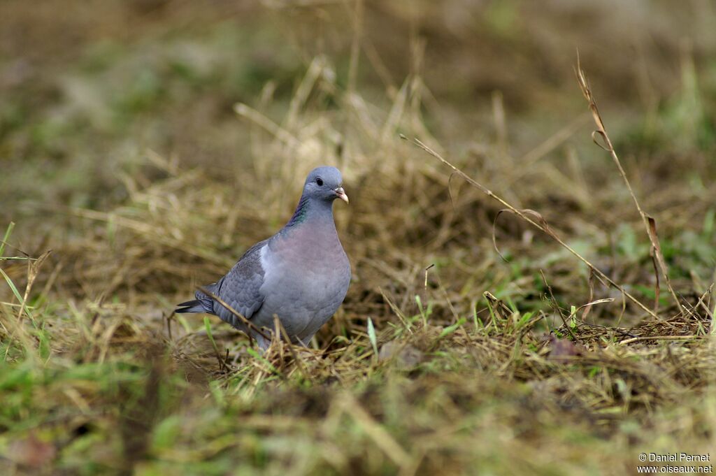 Pigeon colombinadulte, identification