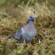 Stock Dove