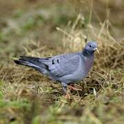 Stock Dove