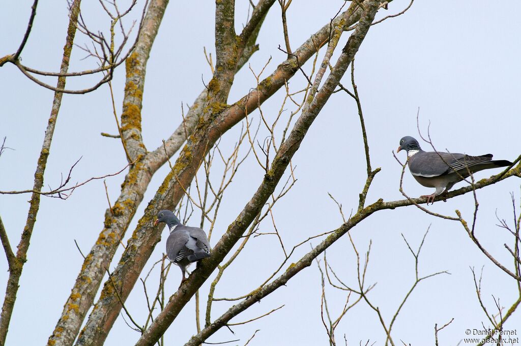 Common Wood Pigeon , identification