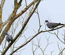 Common Wood Pigeon