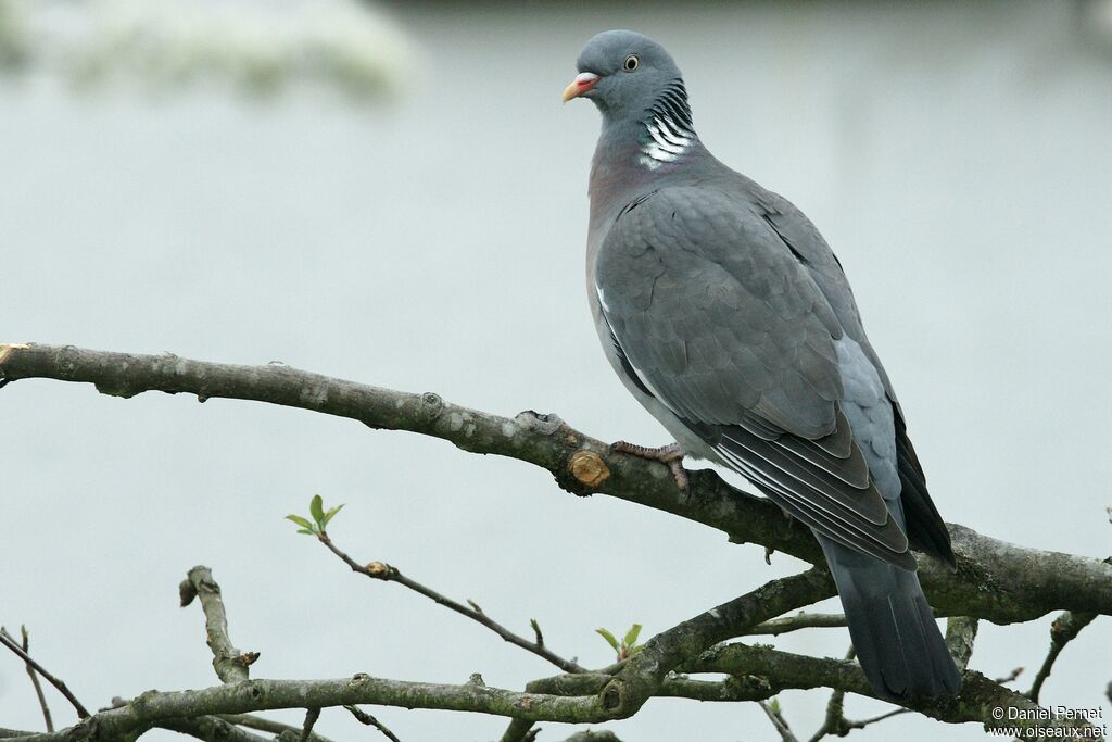 Pigeon ramieradulte, identification